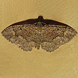 Disclisioprocta natalata